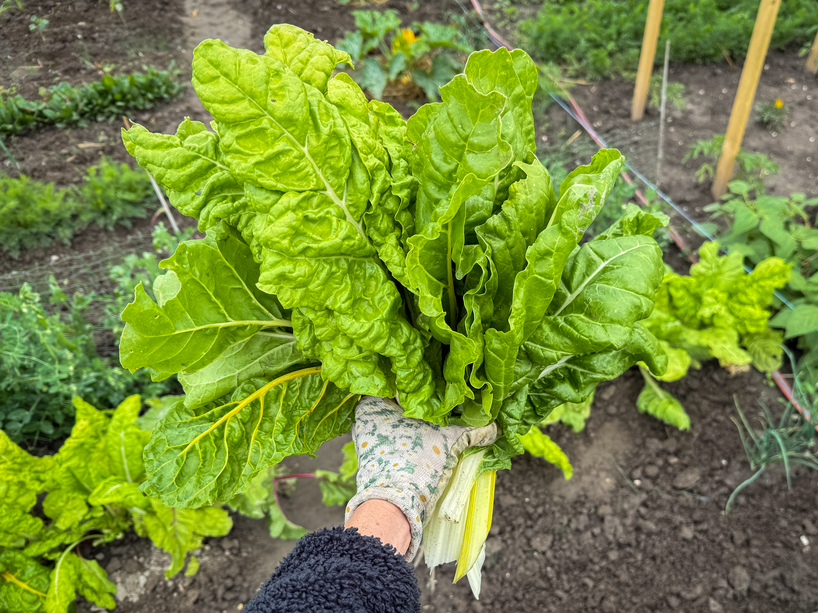 One hand holds a bunch of freshly picked Swiss chard leaves, with the field in the background.